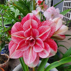 Double-Petal Amaryllis Lily Bulbs
