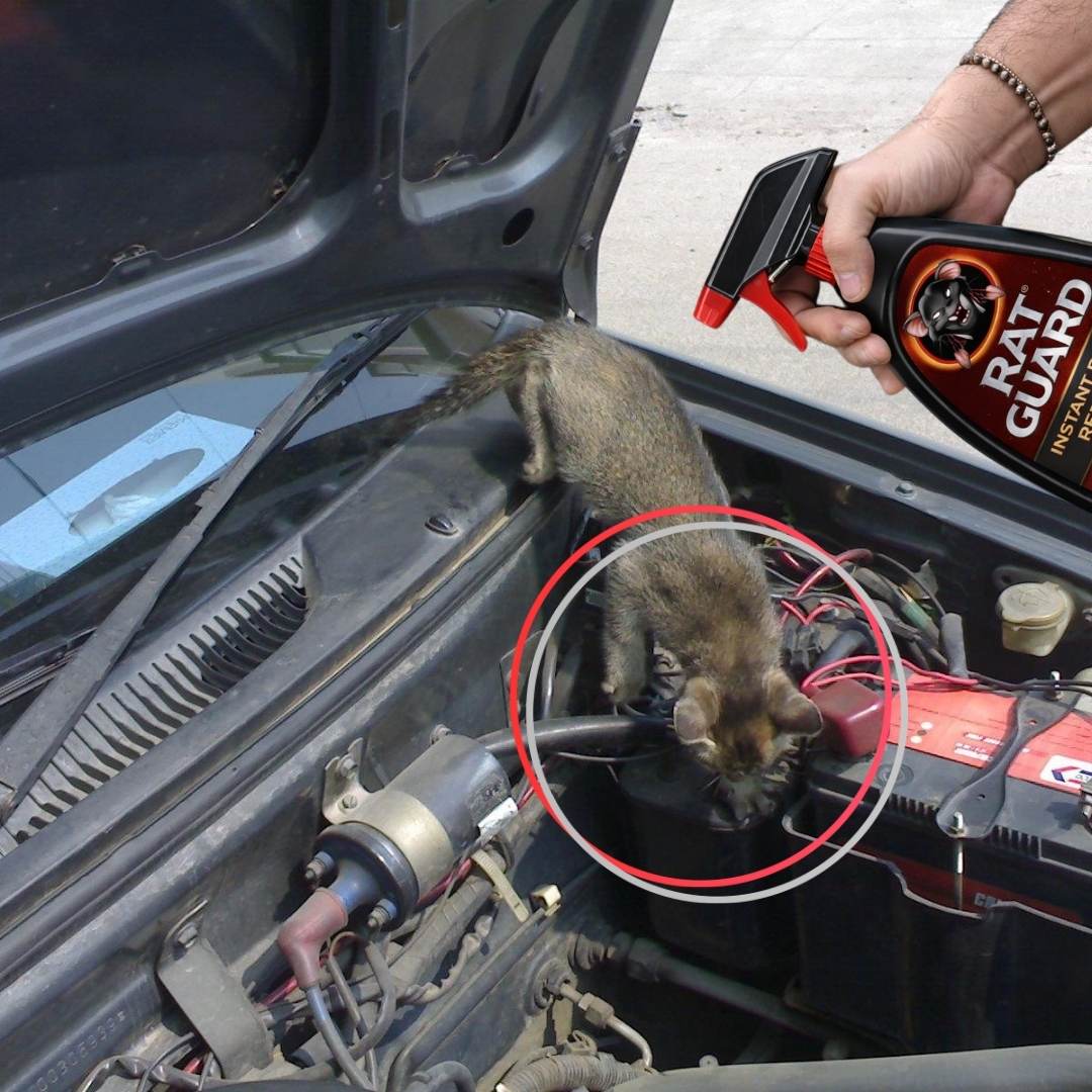 Rat Repellent Spray - Buy 1 Get 1 Free