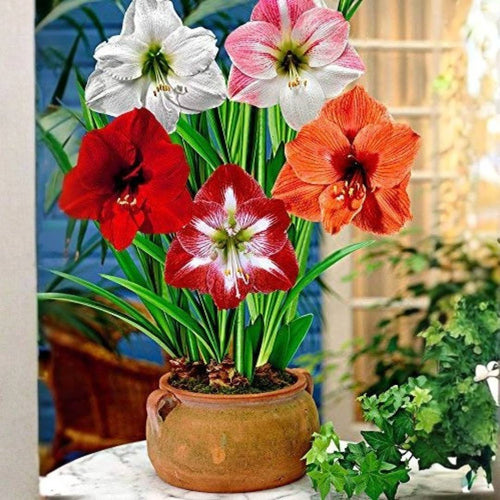 Double-Petal Amaryllis Lily Bulbs