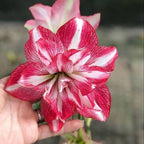 Double-Petal Amaryllis Lily Bulbs