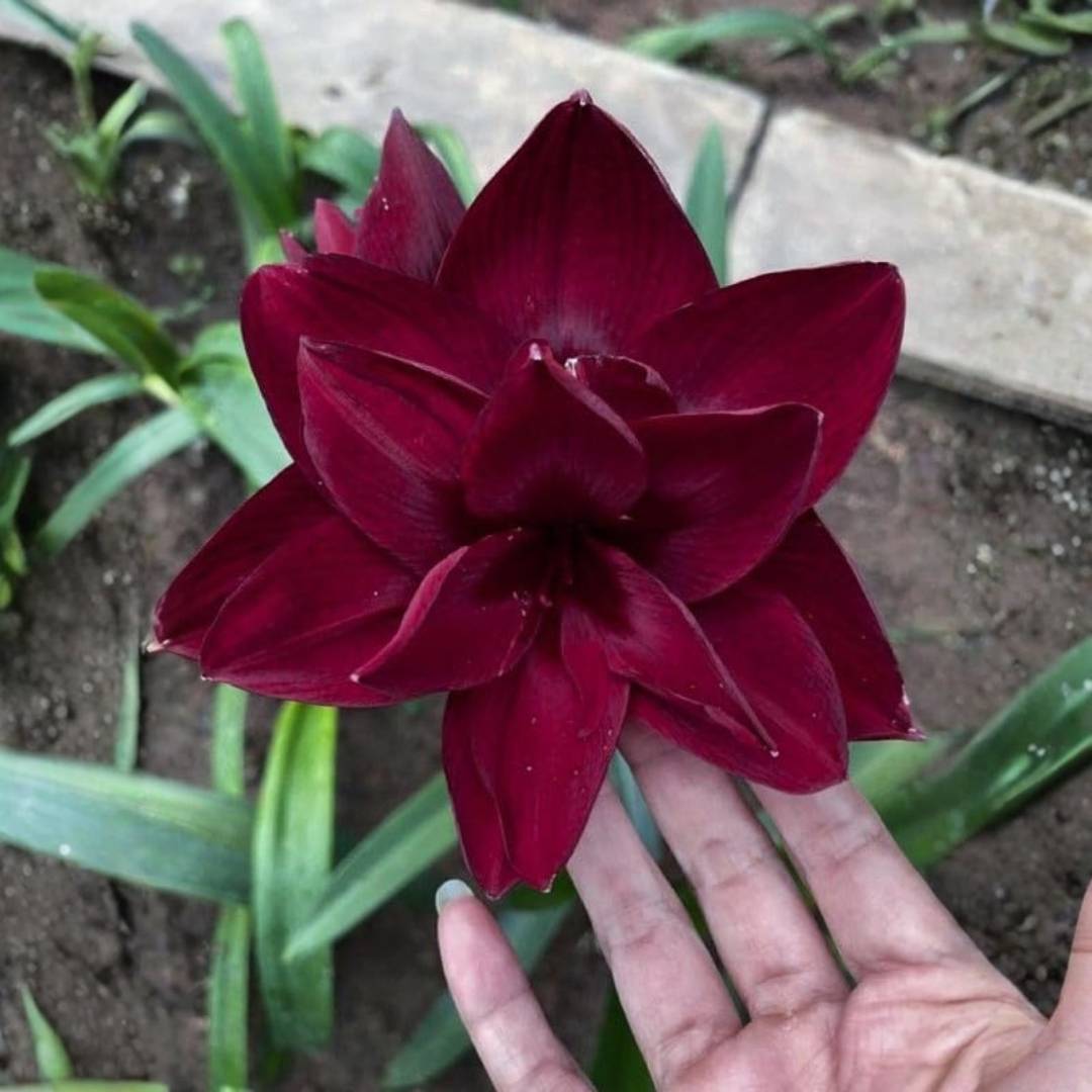 Double-Petal Amaryllis Lily Bulbs