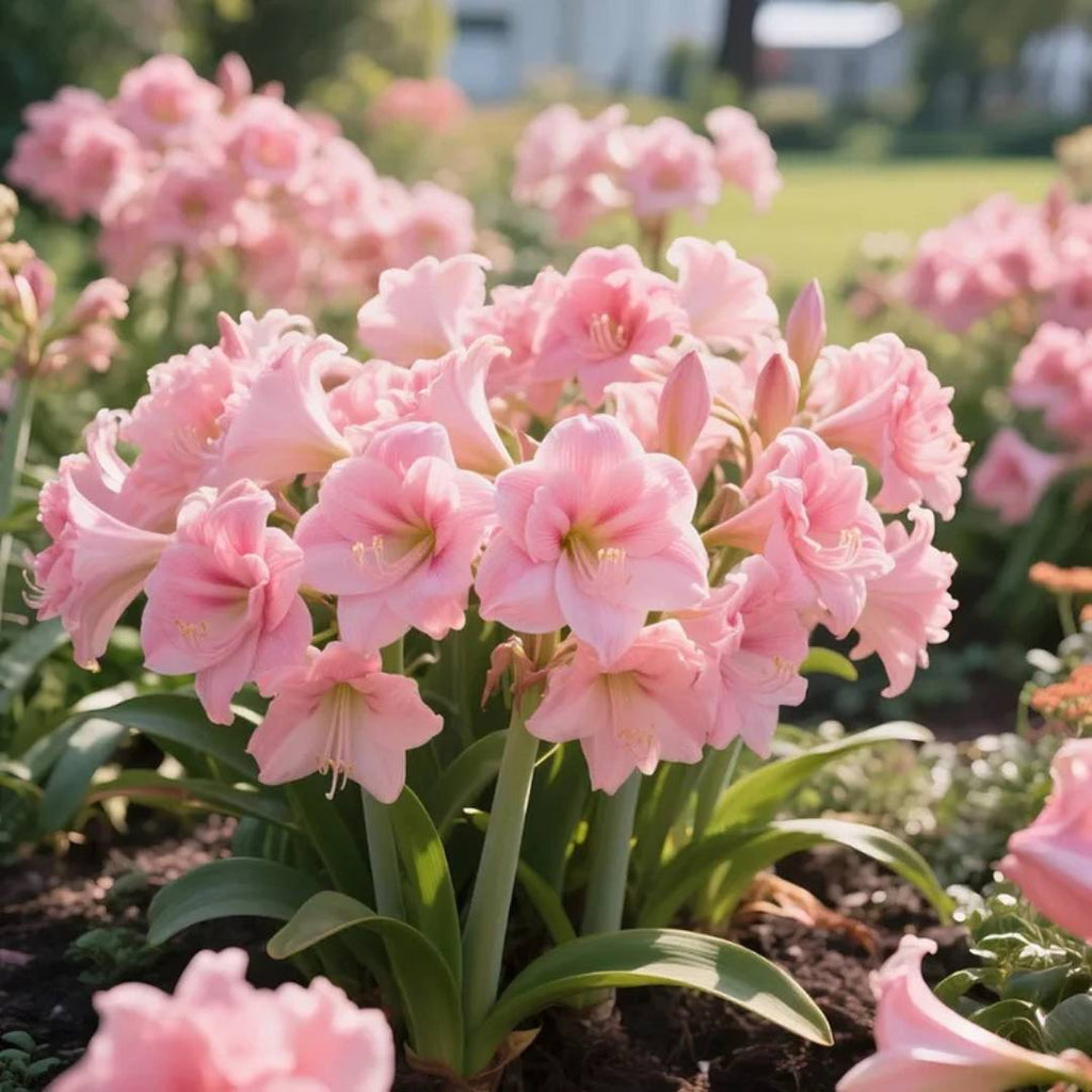 Double-Petal Amaryllis Lily Bulbs