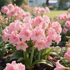 Double-Petal Amaryllis Lily Bulbs