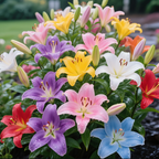 🌸 Colorful Perfume Lily Bulbs - Fresh and Sweet | 🔥Buy 1 Get 1 Free🔥
